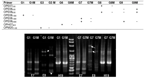 Tabel 2.   RAPD polymorphism band pattern of  gamma irradiation mutants and their respective parents DNA 