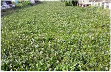 Figure 1.  Water hyacinth leaves  in Tondano Lake (Self Collection) 