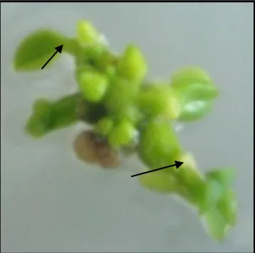 Figure 7. P. hieroglypha seed-derived protocorm-like bodies explant formed shoots on medium ½ MS, 40 days after subculture 