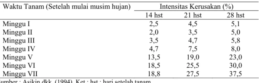 Tabel  2.  Intensitas  kerusakan  jagung  Arjuna  oleh  lalat  bibit  di  Desa  Pampain               Kab.Tapin pada Musim Hujan (MH)