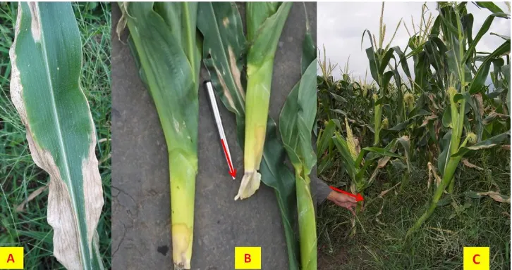 Figure 1. Disease symptoms on corn observed in the field. A, leaf blight; B, stalk rot; C, dwarf 