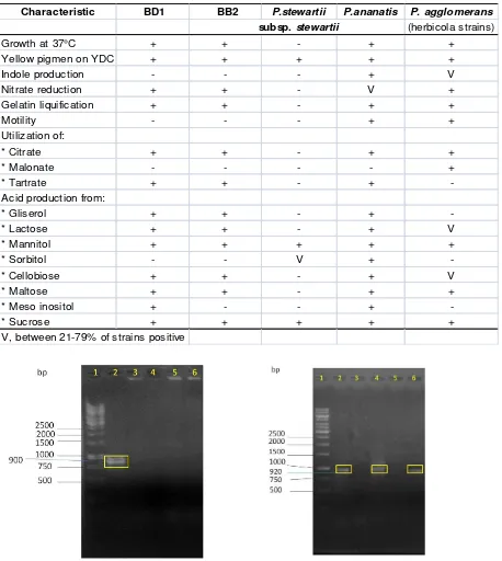 Table 1. Physiological  and biochemical characteristics of the bacterial strains isolated from corn, and published  strains of Pantoea stewartii subsp