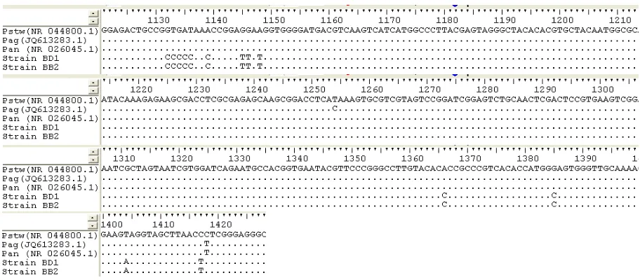 Figure 4. Sequence alignment of the 16S rRNA genes of P. stewartii subsp. stewartii (Pstw), Pantoea 