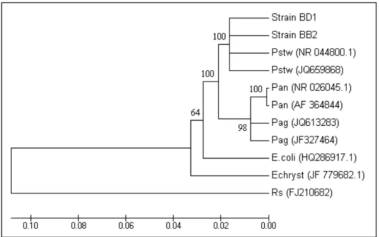 Figure 5. Phylogenetic tree showing the relationship among selected partial 16S rRNA gene sequences 
