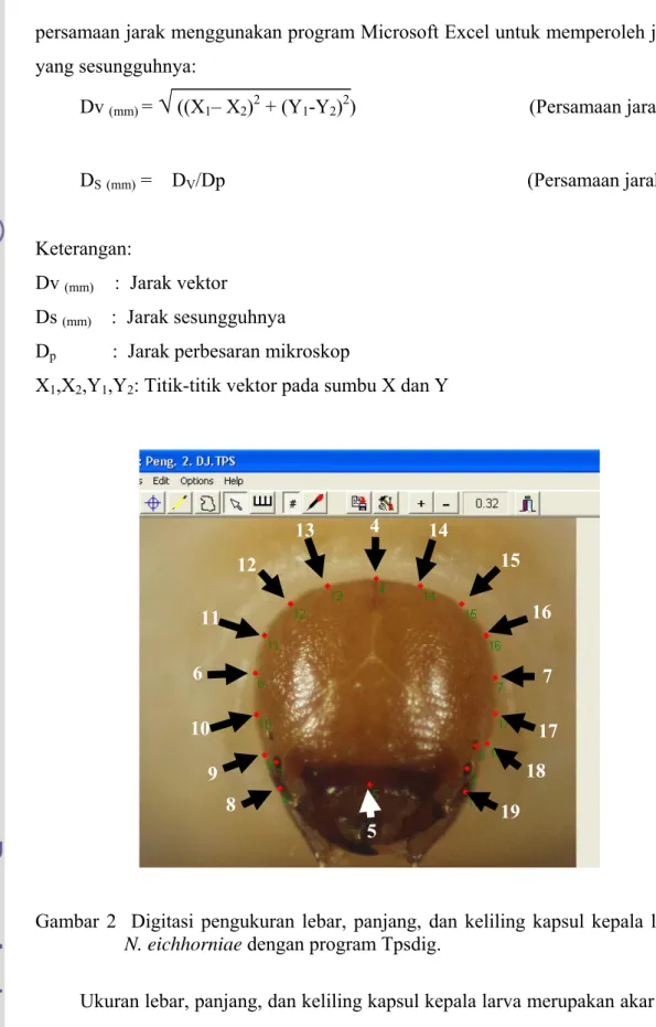 Gambar 2  Digitasi pengukuran lebar, panjang, dan keliling kapsul kepala larva   N. eichhorniae dengan program Tpsdig