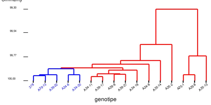 Figure 4.  Dendrogram of genetic similarity of BC3B-12, BC3B-37, BC3B-49 to their recurrent parent PBC378, based on molecular and morphological traits in chili pepper 