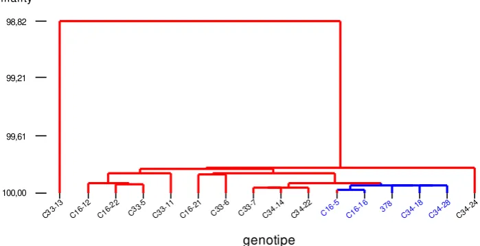 Figure 5. Dendrogram of genetic similarity of BC3C-16, BC3C-33, and BC3C-34  to their recurrent parent PBC378, based on molecular and morphological traits in chili pepper 