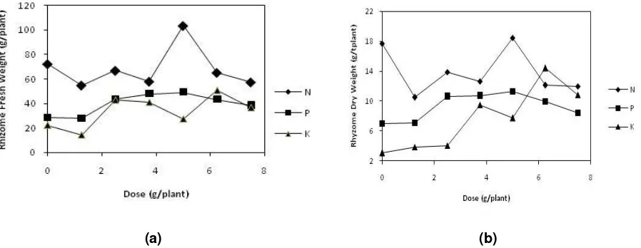Figure 1.  (a) Plant length growth pattern of the fertilizer N, P, K of Temulawak at 6 months after planting (b) Plant length growth pattern of no fertilizer (P1),  N (P2 (P3), NK (P4) 