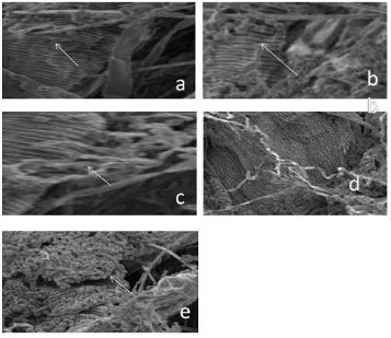 Figure 2. Microphotograph of Metarhizium anisopliae 5 infecting Tetranychus kazawai 4 days after 