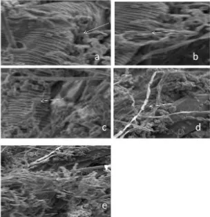 Figure 3.  Microphotograph of Metarhizium anisopliae 6 infecting Tetranychus kazawai 4 days after inoculation by Scanning electron microscope micrographs (800 X)
