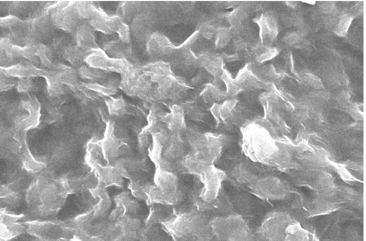 Gambar 4.3. Foto SEM kitosan 1000 mg dengan waktu penggunaan ultrasonik bath 2 