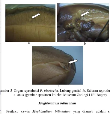 Gambar 5  Organ reproduksi F. bleekeri a. Lubang genital; b. Saluran reproduksi;  