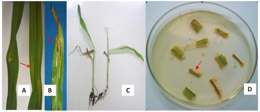 Figure 2. Symptoms on the pathogenicity test A. water soak appeared on leaf  B. leaf blight  C.wilted plants  D.bacterial colony from re-isolated plant parts 