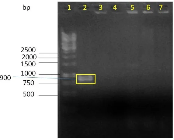 Table 1. Physiological  and biochemical characteristics of the bacterial strains isolated from maize, and published characteristic of Pantoea stewartii subsp