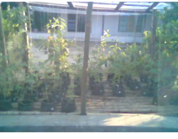 Gambar 4: Pertumbuhan dan Perkembangan Tanaman Tomat Pengaruh Media dan Pupuk  di dalam Greenhouse (tanaman tomat umur 7 hari) 