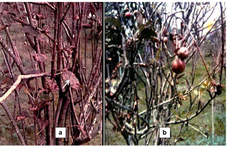 Figure 2. Marssonina leaf blotch a) symptom on apple’s leaves and b) the impact on fruit production 