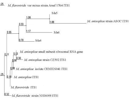 Figure 2.  Rooted phylogenetic tree of ITS-5.8s rDNA region of Metarhizium anisopliae isolates Ma4, Ma5, and Ma6 compared with M