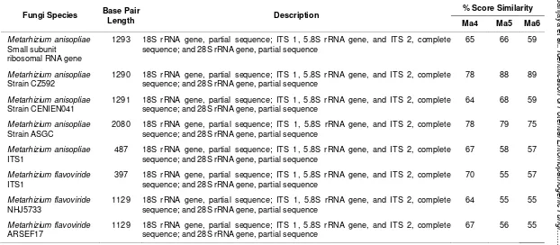 Table 2.  ITS-5.8s DNA sequence homology of Metarhizium anisopliae Ma4, Ma5 and Ma6 isolates compared with other M