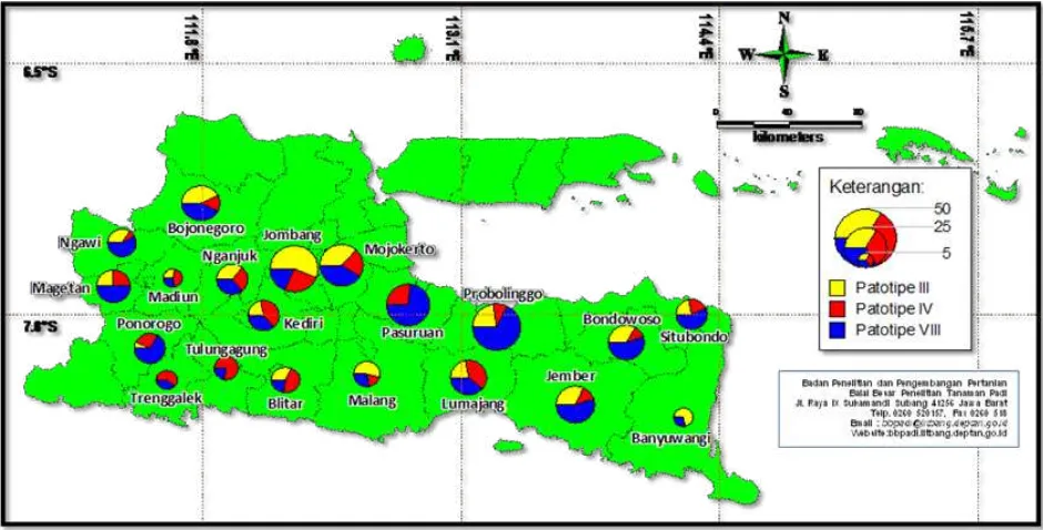Figure 3. Distribution mapping of X. oryzae pv. oryzae pathotype in East Java Provinces 
