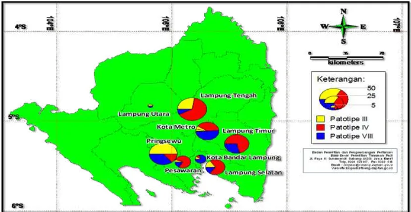 Figure 8. Distribution mapping of X. oryzae pv. oryzae pathotype in West Nusa Tenggara Provinces 