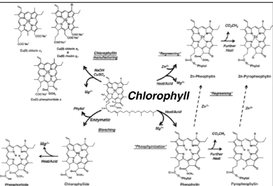 Gambar 1 Struktur kimia klorofil beserta turunannya (Ferruzzi &amp; Blakeslee 2006)