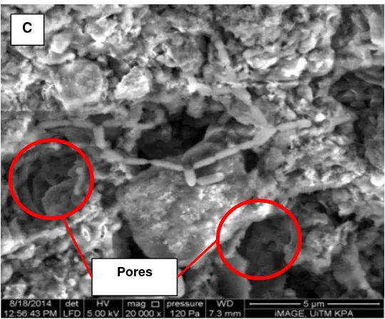 Figure 4. FESEM micrograph (Magnification 20000x) detected colonization of acidogenic bacteria and pores structure in treated POME sludge 