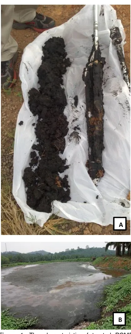 Figure 1. The characteristic of treated POME  sludge (A) The physical characteristic treated POME sludge in the dumping pond; (B)  The treated POME sludge at the dumping pond 