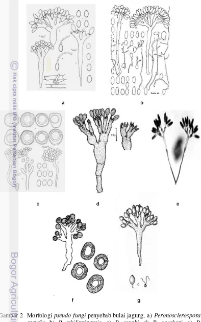 Gambar 2  Morfologi pseudo fungi penyebab bulai jagung, a) Peronosclerospora 