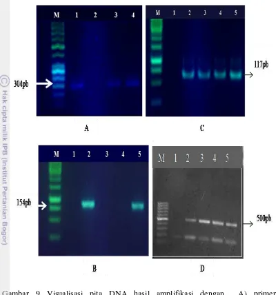 Gambar 9 Visualisasi pita DNA hasil amplifikasi dengan  A) primer  PmUF/PmUR pada gel agarosa 1.5% (M) Penanda DNA 100pb (ThermoSci),  (1) kontrol positif, (2) kontrol negatif,  (3) Peronosclerospora maydis spesimen Bogor, (4) P