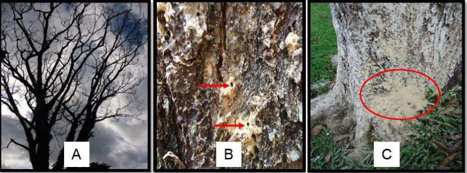 Figure 1. Sign and symptoms of microbial disease on sonokembang: (A) dying tree (B) holes on stem of 