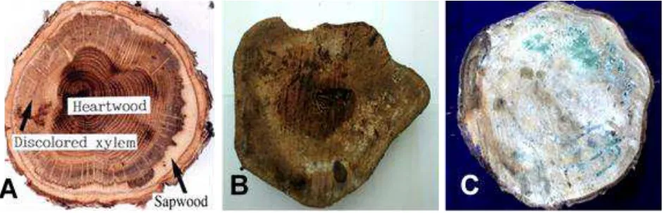 Figure 2.  Morphological characteristics in the stem of tree before and after incubation