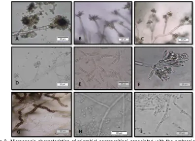 Figure 3. Microscopic characteristics of microbial communities’ associated with the ambrosia beetle, E