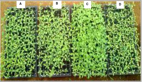 Figure 2. Tomato seedlings appearance (14-days old) on different growing media’s  