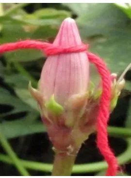Figure 1. Flower was tied, one day before bloom 