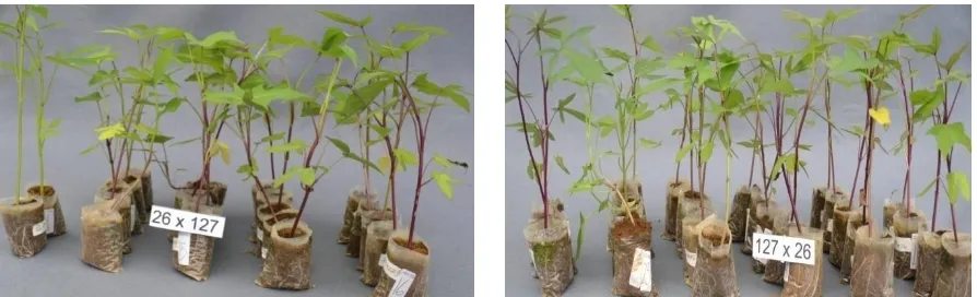 Figure 4.  Performance of seedlings before transplanting to field in compatible combination 26 x 127 (D x L) and their reciprocal crossings 127 x 26  (L x D) based on normal seedlings (3 weeks after planting) 