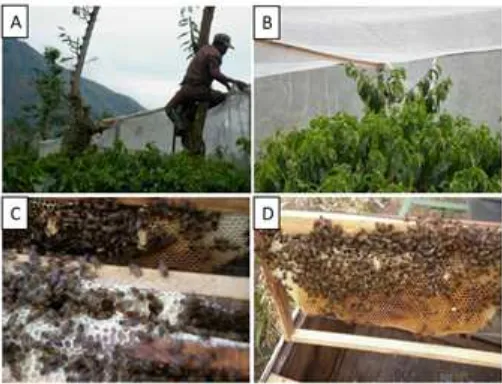 Fig. 1. Preparing cages for coffee trees and bees for experiments: construction of cages (A), coffee tree in the cage (B), Apis indica (C) and Apis mellifera (D).