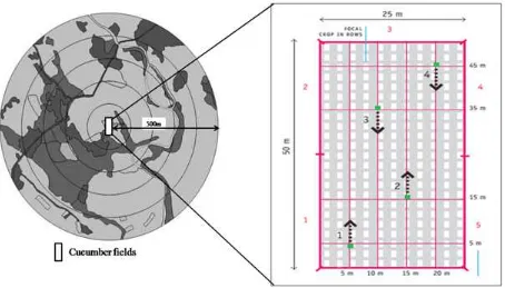 Fig. 3. Sampling layout to measure abundance and diversity of flower visiting insect on cucumber fields in each landscape