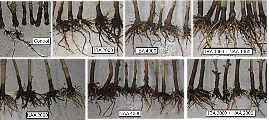 Fig. 2. Effects of IBA, NAA or IBA+NAA (in ppm w/w) on primary root length of malay apple cuttings observed at 8 weeks after planting (Anova was significant at P < 0.01)