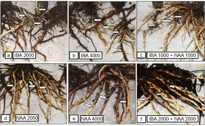 Fig. 4. Differences in root morphologies among roots induced by (a) 1000 ppm IBA, (b) 2000 ppm IBA, or (c) 1000 ppm IBA+1000 ppm NAA and roots induced by (d) 2000 ppm NAA, (e) 4000 ppm NAA, or (f) 2000 ppm IBA+2000 ppm NAA in malay apple cuttings