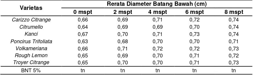 Tabel 5   Rerata Diameter Batang Bawah pada Berbagai  Perlakuan Varietas Calon Interstock 