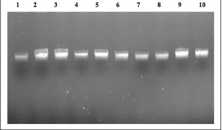 Gambar 1 Hasil Pengecekan Kualitas DNA Buncis dengan gel elektroforesis 1%, (1) Gogo Kuning (GK), (2) Cherokee Sun (CS), (3) Purple Queen (PQ), (4) Gilik Ijo (GI), (5) Mantili (M), (6) GK x PQ, (7) PQ x GK, (8) PQ x GI,  (9) GI x PQ,  (10) GK x CS, aksesi 