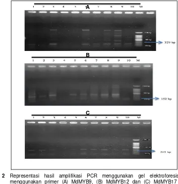 Gambar 2 Representasi hasil amplifikasi PCR menggunakan gel elektroforesis 1% 
