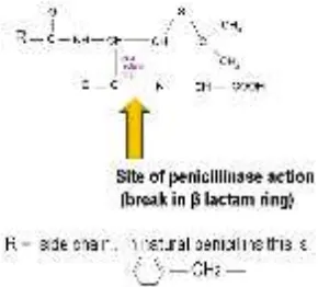 Gambar 2. Skematik situs sasaran enzim betalaktamase yaitu memecah cincin 