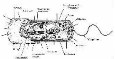 Gambar 2. Skema sel bakteri (prokariot). 