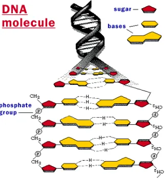 Gambar 1. Skema rumus kimia asam nukleat yang terdiri dari gula dan fosfat sebagai tulang punggung dan basa nitrogen