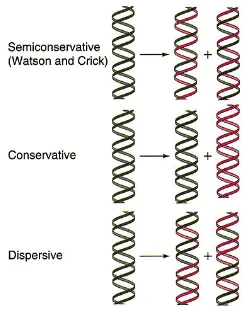 Gambar 6. Tiga hipotesa tentang Model Replikasi DNA    