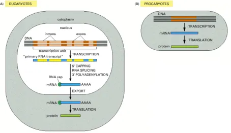 Gambar 2. Arah informasi genetik yang dikenal dengan ������������� yaitu dari DNA ke RNA (transkripsi) kemudian ke protein (translasi)