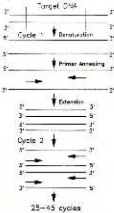 Gambar 7.  Diagram skematik ampliflikasi PCR 