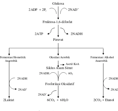 Gambar 2.5 : Jalur Glikolisis  