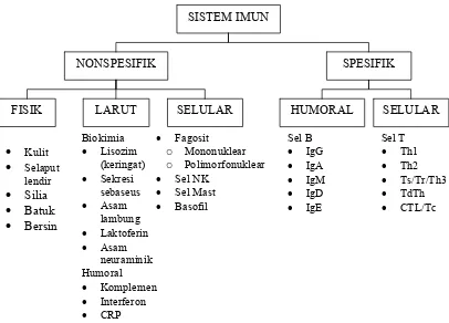 Gambar 3 Gambaran umum sistem imunitas (Baratawidjaja 2006) 